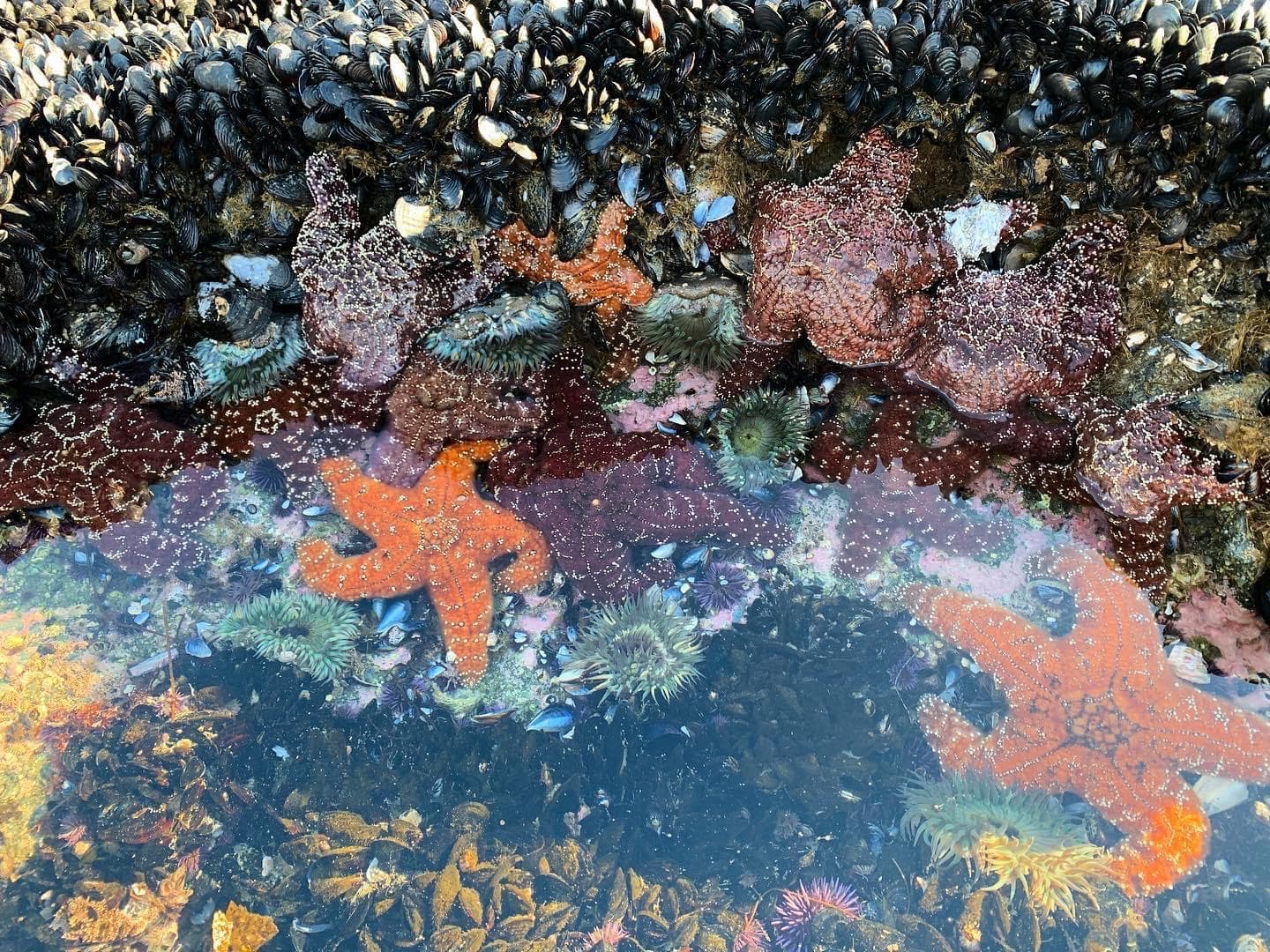 Starfish tidepool background