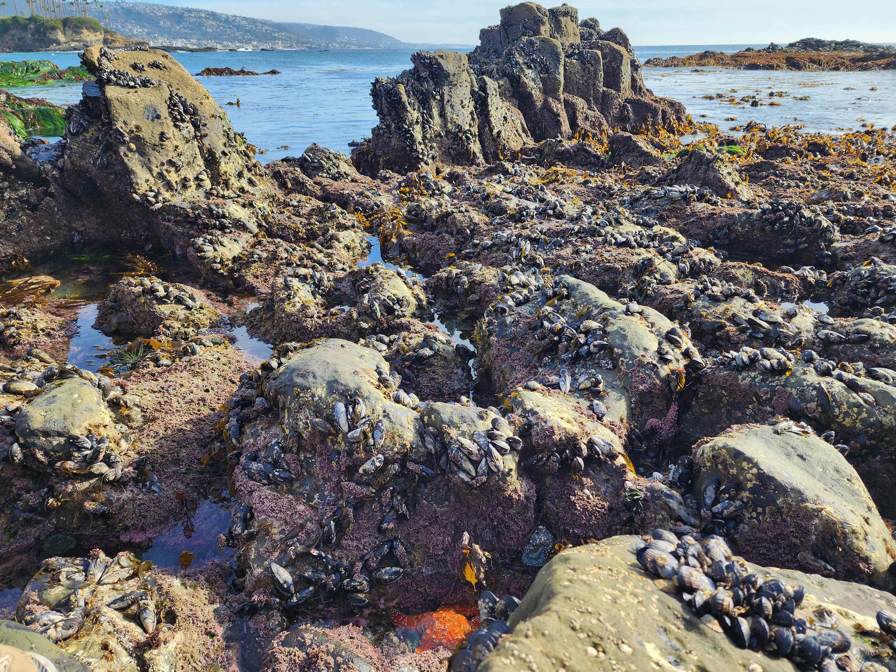 Laguna Beach Tidepools